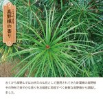 画像3: 高野槙の香り (3)